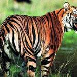 BengalTiger.jpg